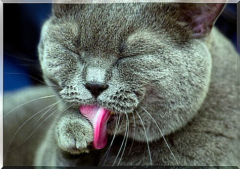 cat licking itself