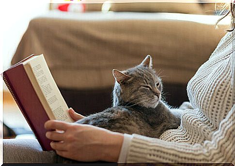 10 benefits of having a cat at home