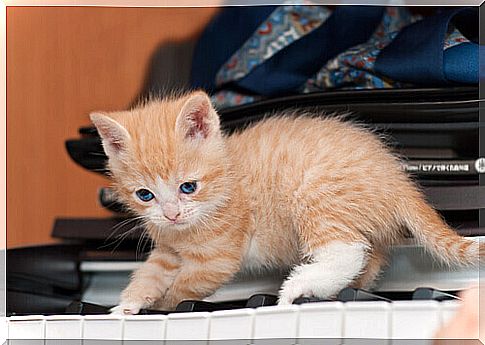 kitten on the piano keys