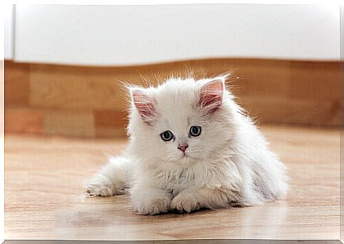 white kitten