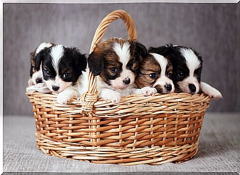 basket with puppies