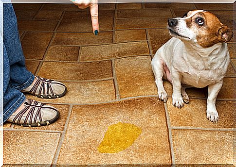 Ensinar cão a fazer as necessidades no local certo