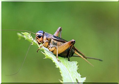 animals considered good luck cricket