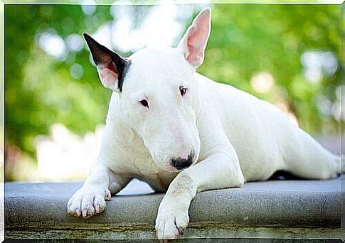 bull terrier