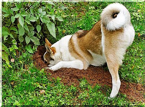 dog digging hole in garden