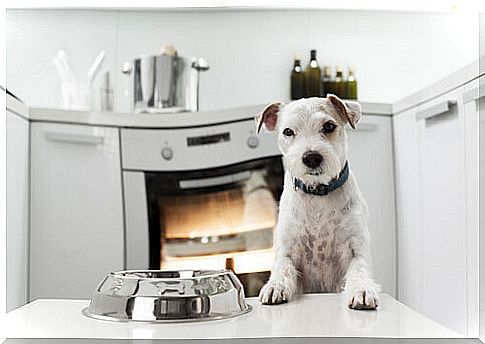 dog in the kitchen