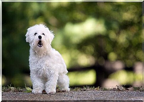 sinais de que um cão está estressado