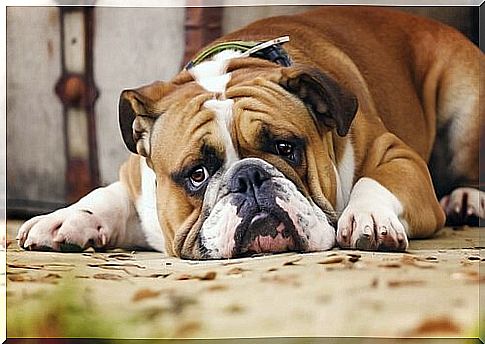 7 things dogs hate you to do