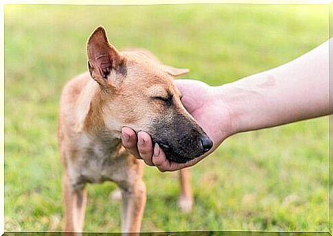 dog getting affection