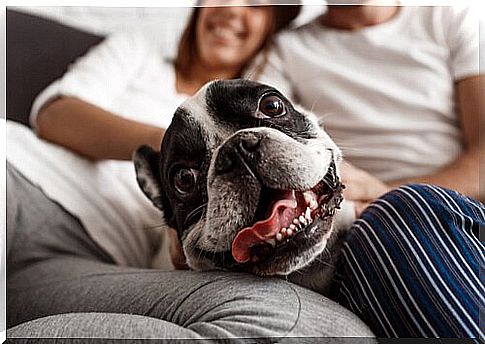 couple with pug