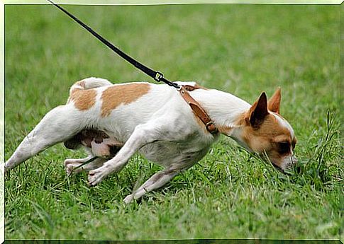 dog pulling the leash