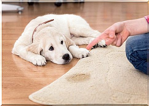 Dog being scolded for peeing on the rug