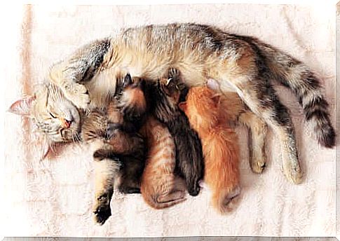 7 tips to help give birth to your cat