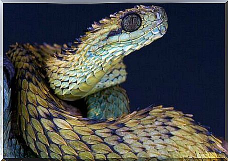 This viper (Atheris hispida) is one of the animals you didn't know existed.