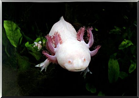 The axolotl (Ambystoma mexicanum)