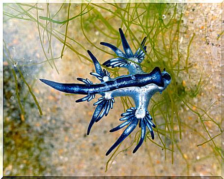 The Blue Dragon (Glaucus atlanticus)