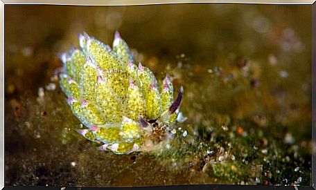 Sheep (Costasiella kuroshimae)