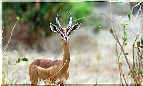 Giraffe gazelle: one of the animals you didn't know existed