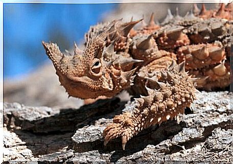 Thorny devil: one of the animals you didn't know existed