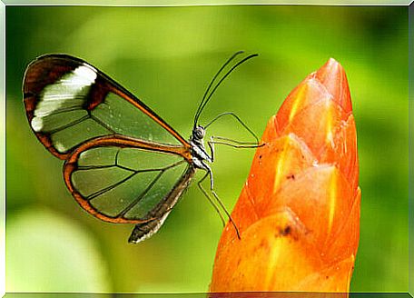 Transparent butterfly: one of the animals you didn't know existed