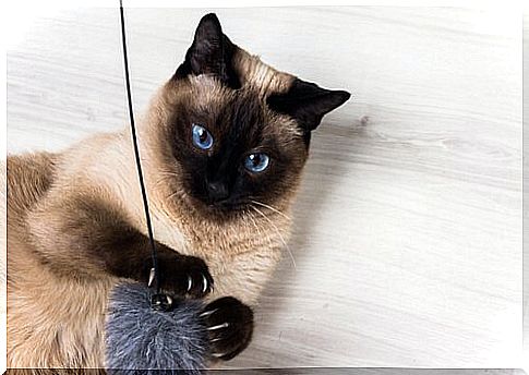 9 facts about the siamese cat