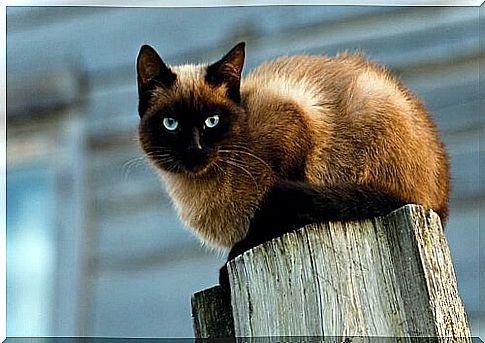 Siamese cat