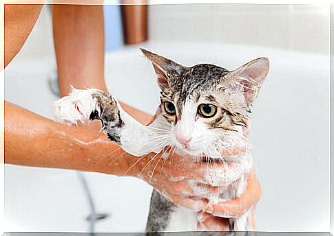 9 tips for bathing your cat