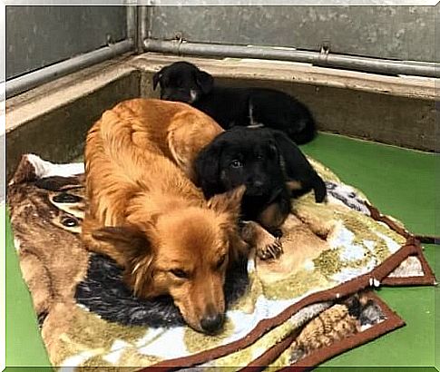 A female dog escapes from the cage to comfort some puppies