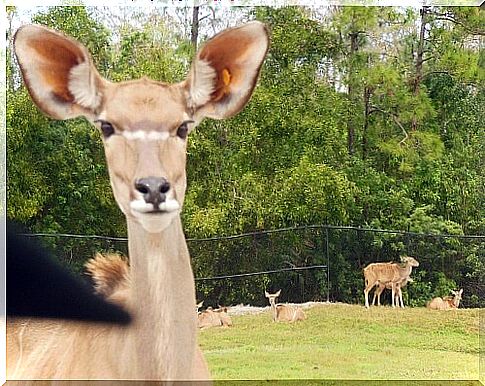 A very special safari with animals that had a second chance