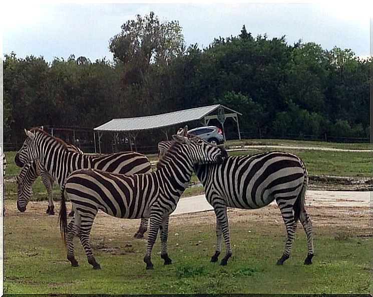 zebras