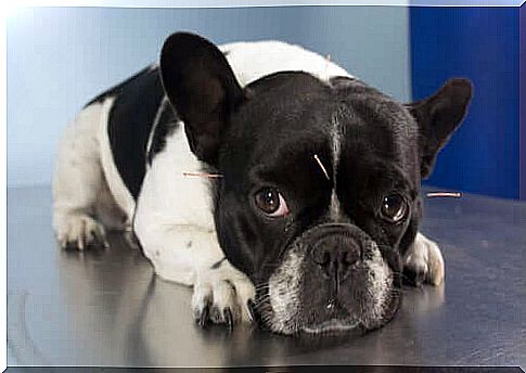 dog doing acupuncture