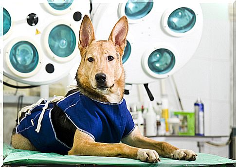 esterilização-mascote-2