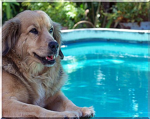 Advice for bathing in the pool with your dog