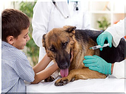 German Shepherd at the veterinarian taking an injection