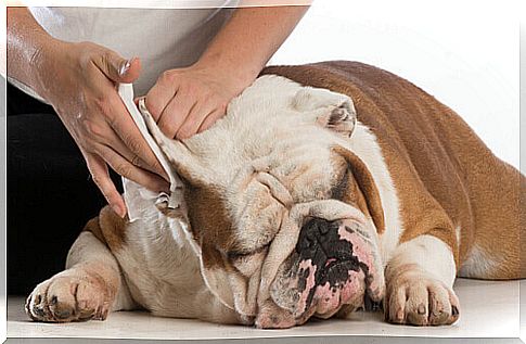 Owner cleaning the dog's ears