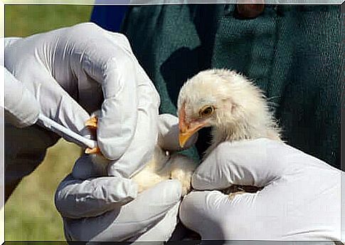 Alert for a new outbreak of avian flu