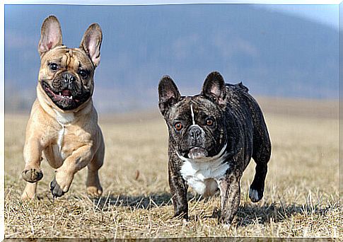 All About French Bulldog