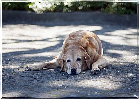 dog sunbathing