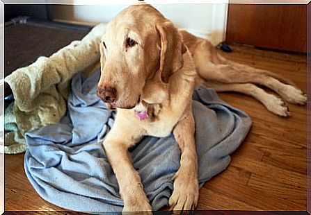 Amnesia in pets: learn more