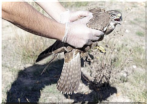 bird being released into the wild