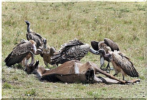 vulture eating carrion