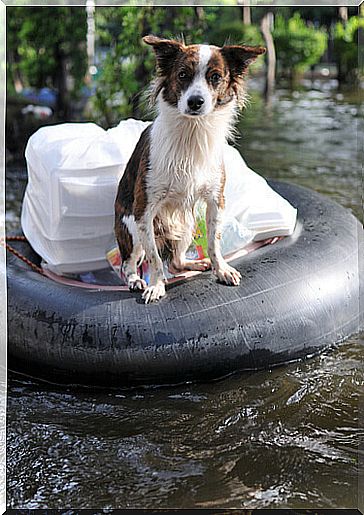 Dog on buoy during flood