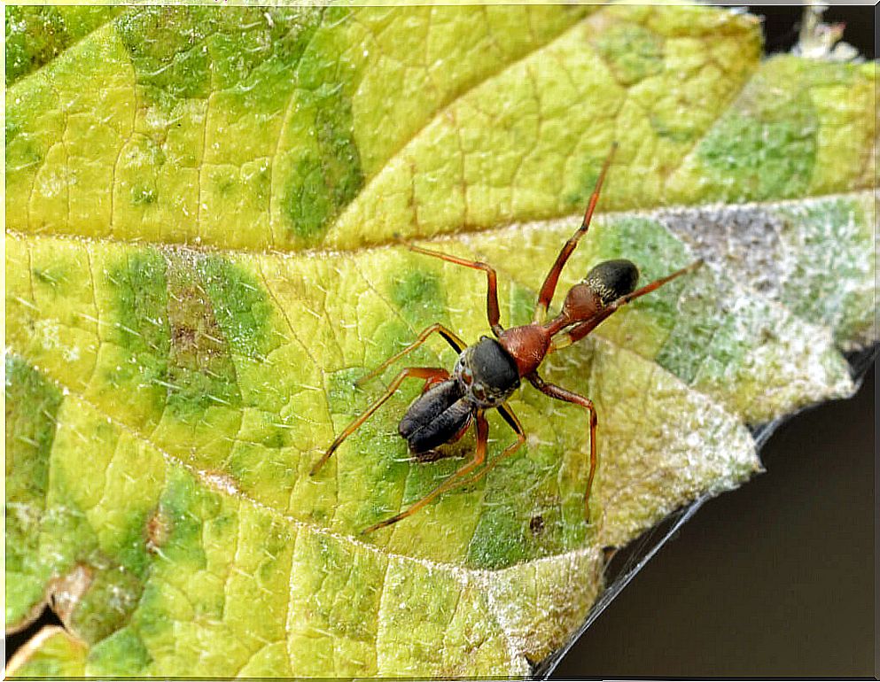 Ant-like spiders: Myrmarachne genus