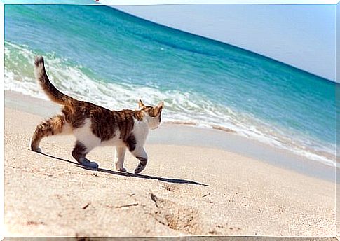 Are there beaches for cats?