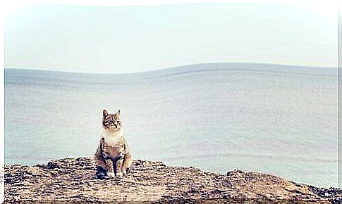 cat on the beach