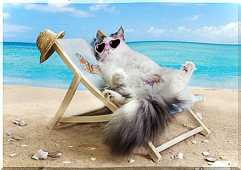 cat on the beach