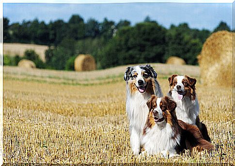 Australian Shepherd: Do you know this breed?