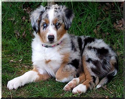 australian shepherd