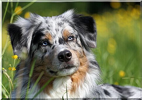 Meet the Australian Shepherd