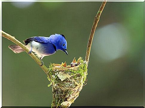 Birds expert in building their nests